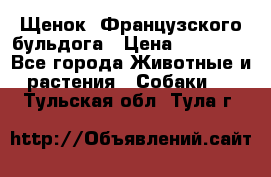 Щенок  Французского бульдога › Цена ­ 35 000 - Все города Животные и растения » Собаки   . Тульская обл.,Тула г.